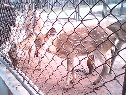 Galvanized Iron Wire Chain Link Mesh with PVC Coating for Garden Fence