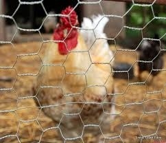 Galvanized Hexagonal Poultry Wire Netting for Chicken Coop