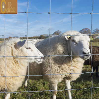 Galvanized Hexagon Steel Wire Mesh for Poultry Chicken Cage